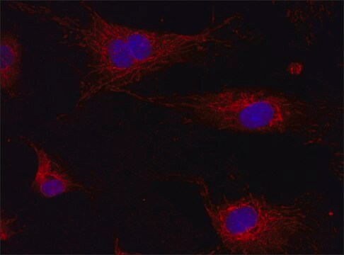 Anti-PGD (141-155) antibody produced in rabbit IgG fraction of antiserum, buffered aqueous solution