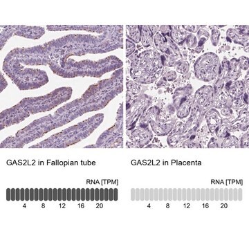 Anti-GAS2L2 antibody produced in rabbit Prestige Antibodies&#174; Powered by Atlas Antibodies, affinity isolated antibody, buffered aqueous glycerol solution