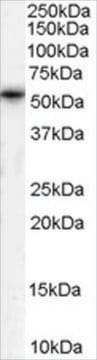 Anti-TPTE/PTEN2 antibody produced in goat affinity isolated antibody, buffered aqueous solution