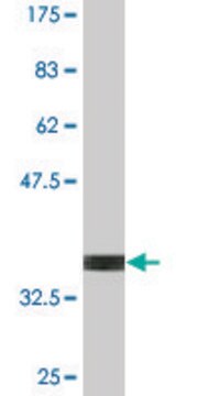 Monoclonal Anti-SRP54, (N-terminal) antibody produced in mouse clone 2G7, purified immunoglobulin, buffered aqueous solution