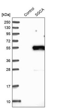 Anti-SGCA antibody produced in rabbit Prestige Antibodies&#174; Powered by Atlas Antibodies, affinity isolated antibody, buffered aqueous glycerol solution