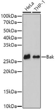 Anti-Bak Antibody, clone 7Q3T8, Rabbit Monoclonal