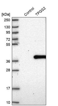 Anti-TPGS2 antibody produced in rabbit Prestige Antibodies&#174; Powered by Atlas Antibodies, affinity isolated antibody, buffered aqueous glycerol solution