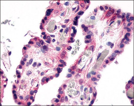 Anti-GPR78 antibody produced in rabbit affinity isolated antibody