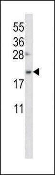 ANTI-OSTC (C-TERM) antibody produced in rabbit IgG fraction of antiserum, buffered aqueous solution