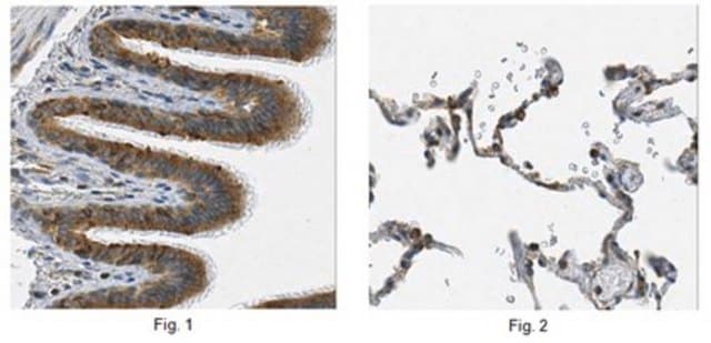 Anti-Endoplasmin GRP94 Antibody, clone 10C1.2 clone 10C1.2, from mouse