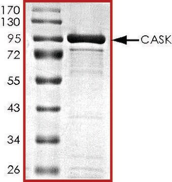 CASK, active, GST tagged human PRECISIO&#174;, recombinant, expressed in baculovirus infected Sf9 cells, &#8805;70% (SDS-PAGE), buffered aqueous glycerol solution