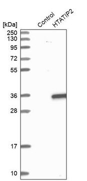 Anti-HTATIP2 antibody produced in rabbit Prestige Antibodies&#174; Powered by Atlas Antibodies, affinity isolated antibody, buffered aqueous glycerol solution