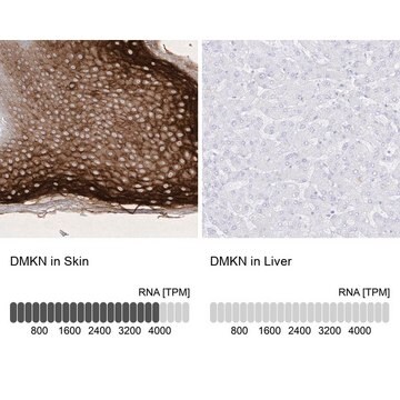 Anti-DMKN antibody produced in rabbit Prestige Antibodies&#174; Powered by Atlas Antibodies, affinity isolated antibody, buffered aqueous glycerol solution