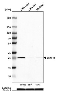 Anti-SNRPB antibody produced in rabbit Prestige Antibodies&#174; Powered by Atlas Antibodies, affinity isolated antibody, buffered aqueous glycerol solution