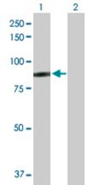 Anti-SSX2IP antibody produced in rabbit purified immunoglobulin, buffered aqueous solution