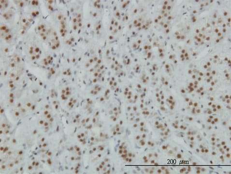 Monoclonal Anti-ZNF207, (N-terminal) antibody produced in mouse clone 6D7, purified immunoglobulin, buffered aqueous solution