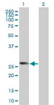 Anti-RABL2B antibody produced in rabbit purified immunoglobulin, buffered aqueous solution