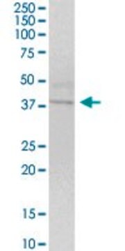 Anti-WNT4 antibody produced in mouse purified immunoglobulin, buffered aqueous solution