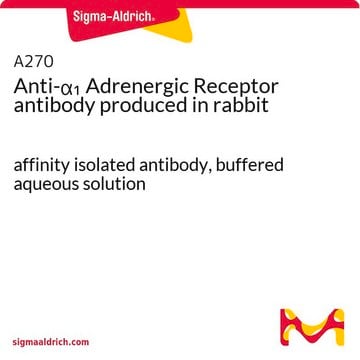 Anti-&#945;1 Adrenergic Receptor antibody produced in rabbit affinity isolated antibody, buffered aqueous solution