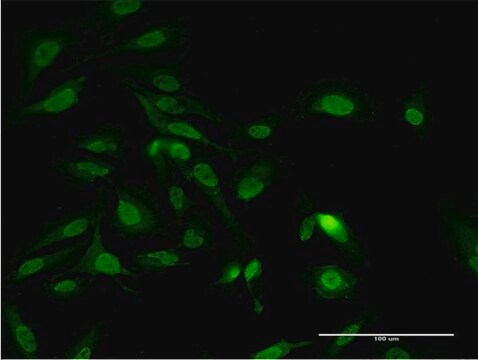 Monoclonal Anti-PAIP1 antibody produced in mouse clone 2D11, purified immunoglobulin, buffered aqueous solution