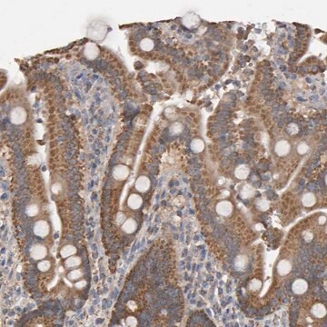 Anti-TOM1L1 antibody produced in rabbit Prestige Antibodies&#174; Powered by Atlas Antibodies, affinity isolated antibody, buffered aqueous glycerol solution