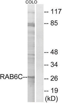 Anti-RAB6C antibody produced in rabbit affinity isolated antibody