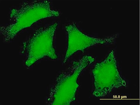 Monoclonal Anti-DND1 antibody produced in mouse clone 1F7, purified immunoglobulin, buffered aqueous solution