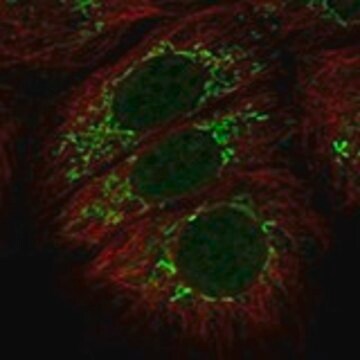 Anti-CFAP52 antibody produced in rabbit Prestige Antibodies&#174; Powered by Atlas Antibodies, affinity isolated antibody, buffered aqueous glycerol solution