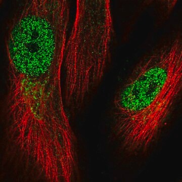 Anti-KRBOX1 antibody produced in rabbit Prestige Antibodies&#174; Powered by Atlas Antibodies, affinity isolated antibody, buffered aqueous glycerol solution