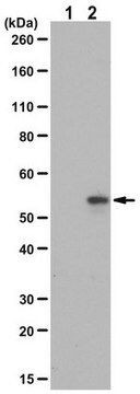 Anti-phospho-SHC Antibody (Tyr239, Tyr240) from rabbit, purified by affinity chromatography