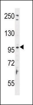 ANTI-TAS1R2 (C-TERM) antibody produced in rabbit IgG fraction of antiserum, buffered aqueous solution