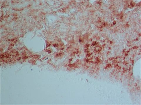 Monoclonal Anti-Rabbit Immunoglobulins–Biotin antibody produced in mouse clone RG-16, purified immunoglobulin, buffered aqueous solution