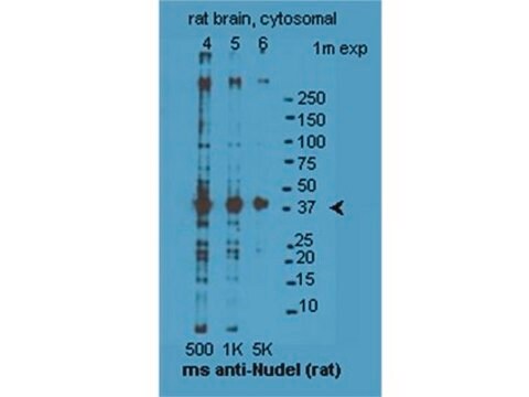 Anti-NUDEL Antibody serum, Chemicon&#174;