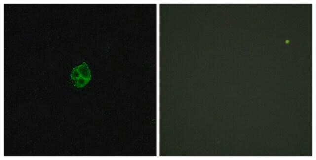 Anti-GPR151 antibody produced in rabbit affinity isolated antibody