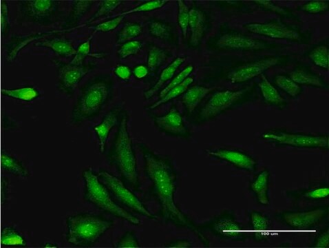 Monoclonal Anti-HGD antibody produced in mouse clone 3G4, purified immunoglobulin, buffered aqueous solution