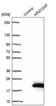 Anti-NR2C2AP antibody produced in rabbit Prestige Antibodies&#174; Powered by Atlas Antibodies, affinity isolated antibody, buffered aqueous glycerol solution