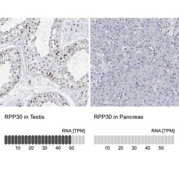 Anti-RPP30 antibody produced in rabbit Prestige Antibodies&#174; Powered by Atlas Antibodies, affinity isolated antibody, buffered aqueous glycerol solution