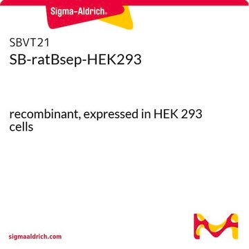 SB-ratBsep-HEK293 recombinant, expressed in HEK 293 cells