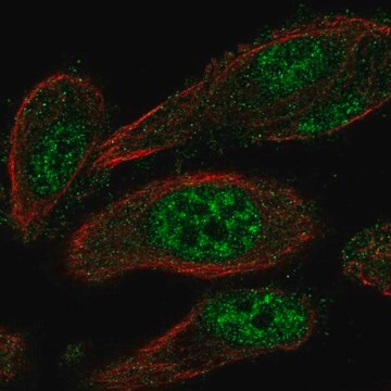 Anti-TEAD2 antibody produced in rabbit Prestige Antibodies&#174; Powered by Atlas Antibodies, affinity isolated antibody