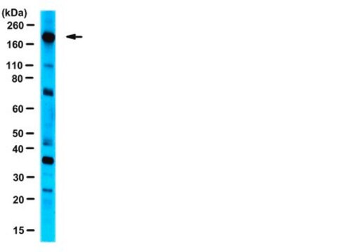 Anti-eIF4G Antibody serum, from rabbit