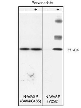 Anti-N-WASP Antibody, phospho-specific [Tyr256] Chemicon&#174;, from rabbit