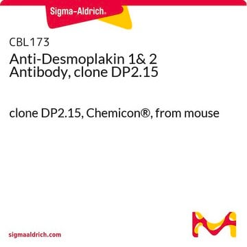 Anti-Desmoplakin&nbsp;1-&amp;-2-Antikörper, Klon&nbsp;DP2.15 clone DP2.15, Chemicon&#174;, from mouse