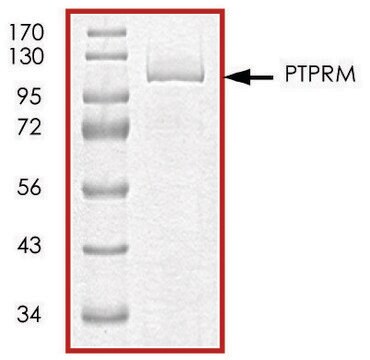 PTPRM (764-1452), GST tagged human recombinant, expressed in baculovirus infected Sf9 cells, &#8805;70% (SDS-PAGE), buffered aqueous glycerol solution