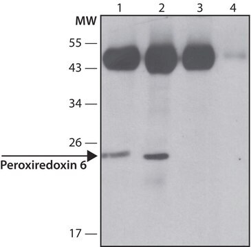 Anti-Peroxiredoxin 6 (N-terminal) antibody produced in rabbit ~1.0&#160;mg/mL, affinity isolated antibody, buffered aqueous solution