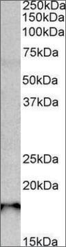 Anti-Sap30L (C-terminal) antibody produced in goat affinity isolated antibody, buffered aqueous solution