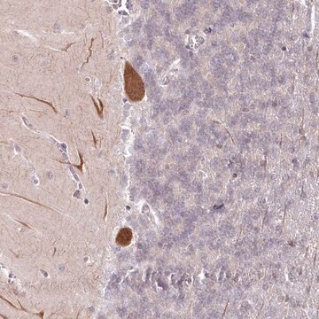 Anti-AMTN antibody produced in rabbit Prestige Antibodies&#174; Powered by Atlas Antibodies, affinity isolated antibody, buffered aqueous glycerol solution