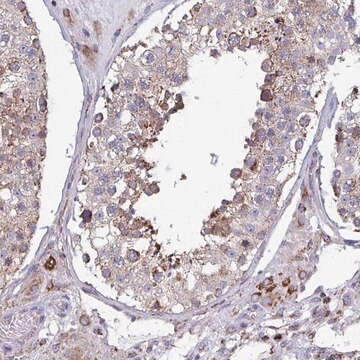 Anti-CSDE1 antibody produced in rabbit Prestige Antibodies&#174; Powered by Atlas Antibodies, affinity isolated antibody, buffered aqueous glycerol solution