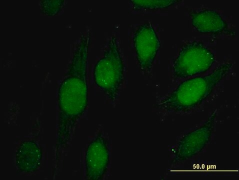 Monoclonal Anti-ATRX antibody produced in mouse clone 5B3, purified immunoglobulin, buffered aqueous solution