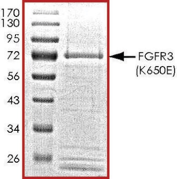 FGFR3 (K650E), active, GST tagged human PRECISIO&#174;, recombinant, expressed in baculovirus infected Sf9 cells, &#8805;70% (SDS-PAGE), buffered aqueous glycerol solution