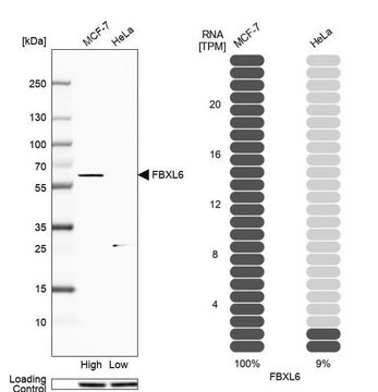 Anti-FBXL6 antibody produced in rabbit Prestige Antibodies&#174; Powered by Atlas Antibodies, affinity isolated antibody