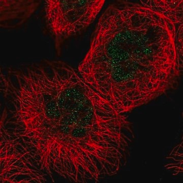 Anti-FANCC antibody produced in rabbit Prestige Antibodies&#174; Powered by Atlas Antibodies, affinity isolated antibody