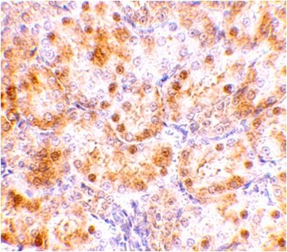 Anti-NENF Antibody from rabbit, purified by affinity chromatography