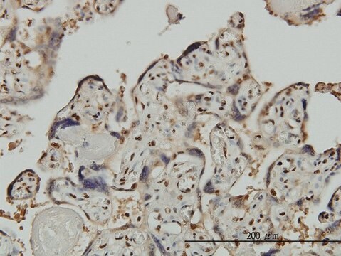 Monoclonal Anti-GTF2I antibody produced in mouse clone 3E2, purified immunoglobulin, buffered aqueous solution