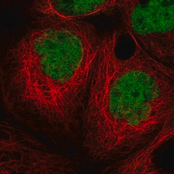 Anti-MIER1 antibody produced in rabbit Prestige Antibodies&#174; Powered by Atlas Antibodies, affinity isolated antibody